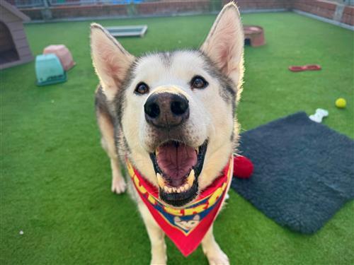Despite his age, Waldo is very exuberant and is proving himself to be a cheeky chap! Waldo would like a home with a secure garden and needs owners who can provide ongoing support for his joints. He is friendly towards people and could live with older teenagers. He would like to be the only dog in the home and cannot live with cats or small animals. See Waldo's profile here: www.raystede.org/adopt/dogs/?animal=24466