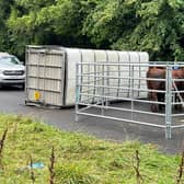Cattle have been kept safe at the scene. Photo: Eddie Mitchell