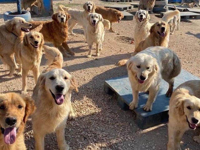 Some of the golden retrievers in The Garden
