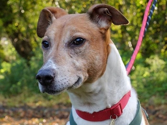 Lenny is a lurcher who has proved a great companion on his regular foster breaks. He loves all people and is a gentle soul, according to Rescue Remedies.  He walks with slack leads and rarely pulls, and enjoys nothing more than lying around surrounded by people. He’s a typical lurcher - loving, intelligent and very food focused. Rescue Remedies asks all adopters to read the re-homing information carefully, especially its commitment which states all adopters should keep their dogs on leads in public places.