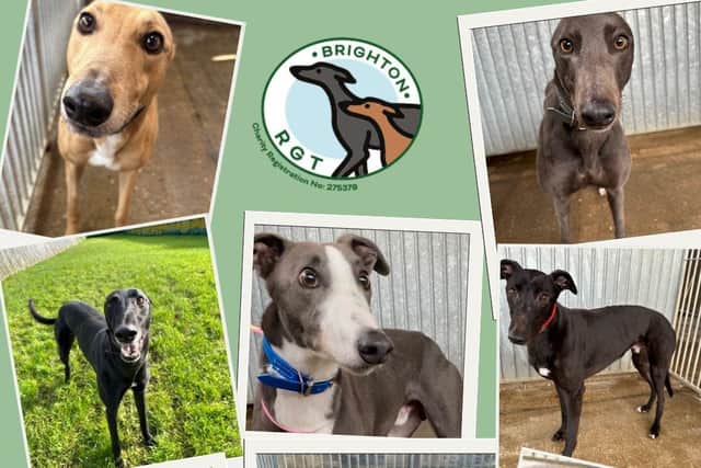 Some of our wonderful hounds