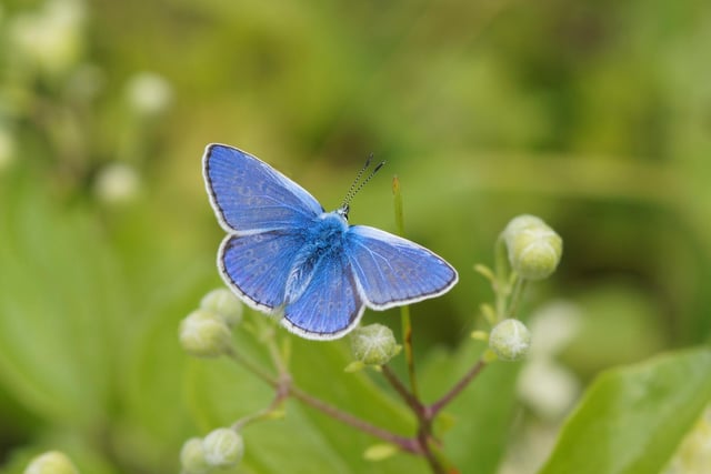 Common Blue (Male).