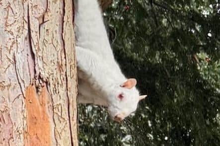 David believes the squirrel he spotted was albino due to the red appearance of its eyes. Photo: David Cavaliere