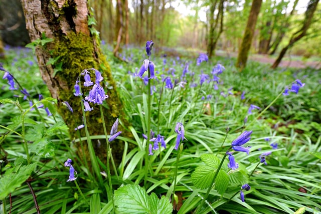 Leechpool Woods is a 53-acre site of ancient woodland. There are five signposted walking trails that cover different habitats, including a sculpture trail. Owlbeech Woods is restored heathland that supports a rare selection of flora and fauna. Admission to both sites is free and they are open all year round.
https://www.horsham.gov.uk/parks-and-countryside/leechpool-and-owlbeech-woods