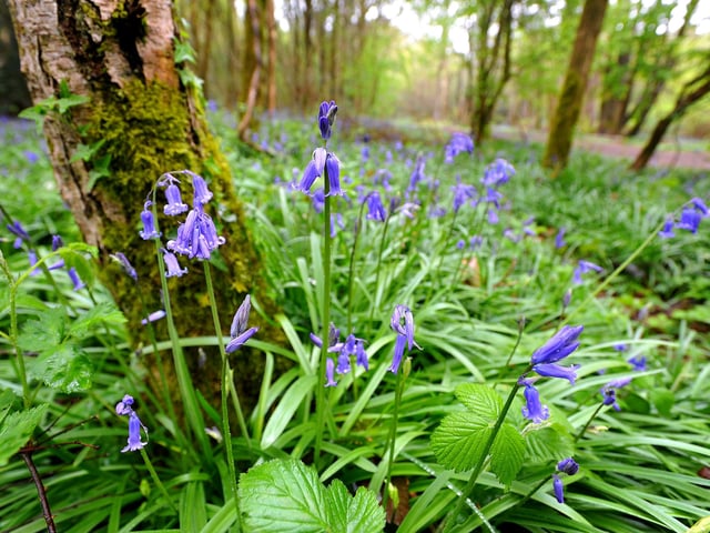 Leechpool Woods is a 53-acre site of ancient woodland. There are five signposted walking trails that cover different habitats, including a sculpture trail. Owlbeech Woods is restored heathland that supports a rare selection of flora and fauna. Admission to both sites is free and they are open all year round.
https://www.horsham.gov.uk/parks-and-countryside/leechpool-and-owlbeech-woods
