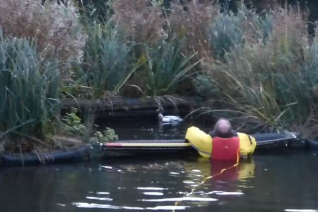 Rescuers rushed to Hastings on Thursday (October 27) afternoon after receiving reports that a duck had been spotted trapped in a floating mesh planter island in the middle of Shornden Reservoir in Alexandra Park. Pictures courtesy of East Sussex WRAS