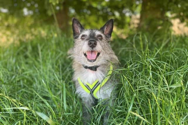 Dogs Trust is giving top tips to keep canines cool