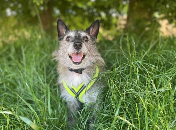 Dogs Trust is giving top tips to keep canines cool