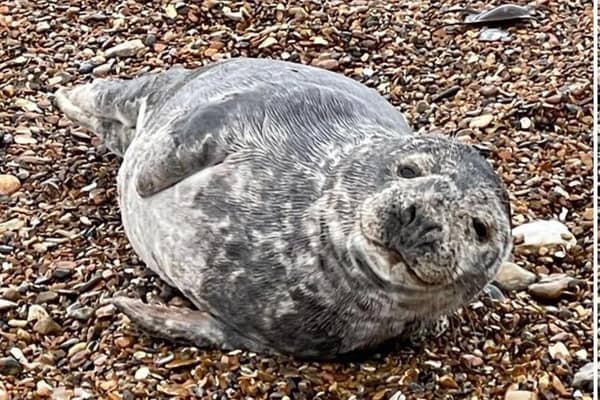 The seals 'like to rest on the beach' but 'soon become distressed by people and dogs'. Photo: Arun District Council