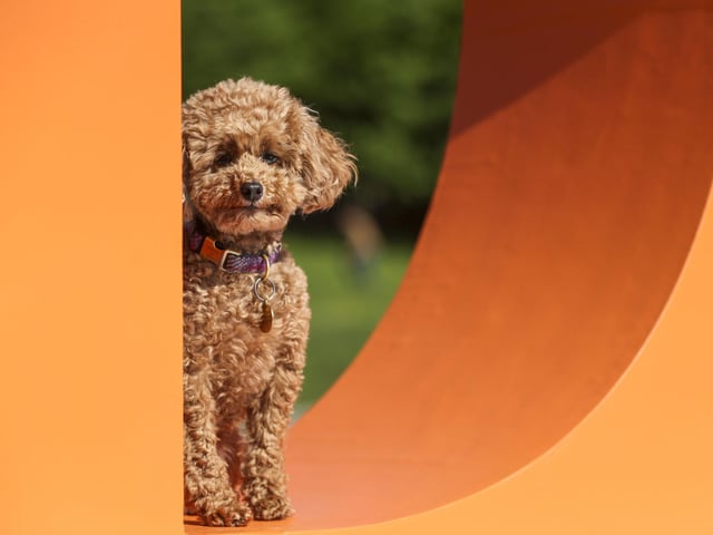 An adorable Poodle poses amongst the 'Goodwoof' letters. Photo: Kieran Cleeves, PA