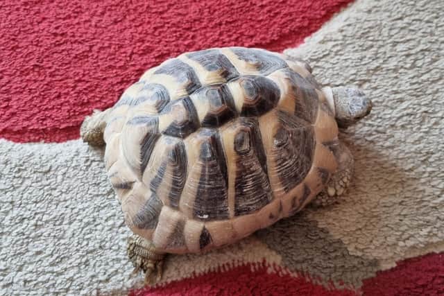 One of the tortoises found abandoned in a cardboard box in Horsham