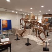 Crawley Museum sends visitors back in time with new dinosaur exhibition