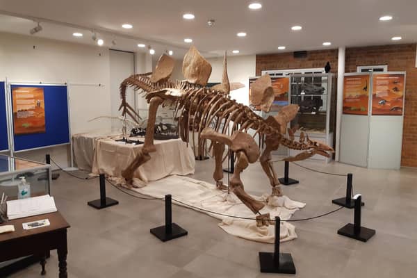 Crawley Museum sends visitors back in time with new dinosaur exhibition