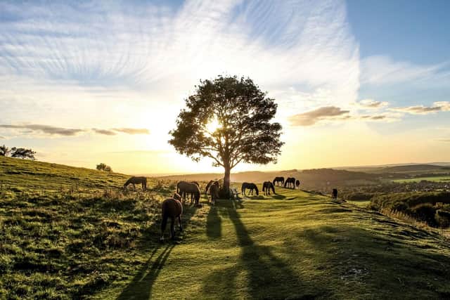 Cissbury Ring near Worthing