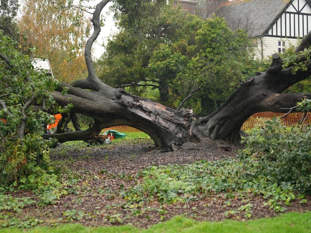 Both halves of the tree on Ringmer village green being removed on Monday, October 14, 2024
