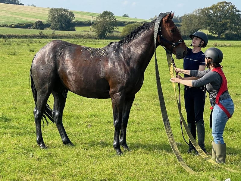 Horse who fell in ditch rescued by West Sussex and Surrey fire crews