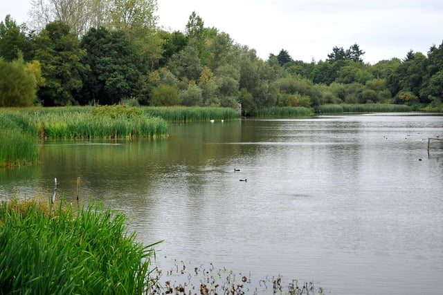 The 92 acre site, owned and managed by Horsham District Council,  was designated a Local Nature Reserve in 1988. It includes a 17 acre millpond, marshes, grassland, reed beds, hedges and woodlands. The reserve offers family pond dipping sessions which need to be booked in advance. There is also the educational Discovery Hub.
https://warnhamnaturereservefriends.org.uk/