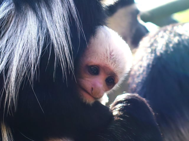 Baby Pedro