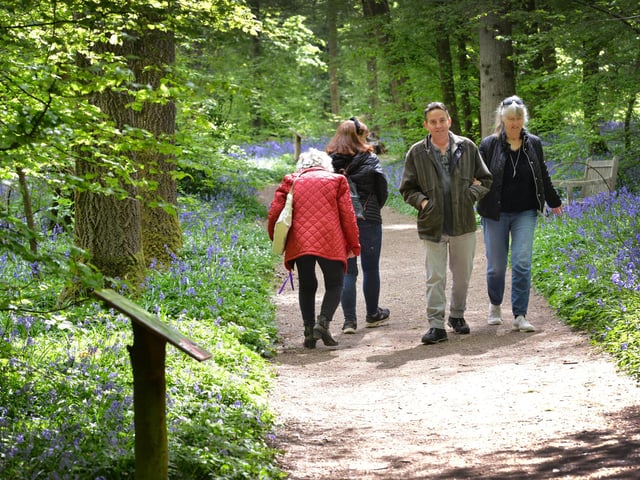 Arlington Bluebell Walk 2022 at Bates Green Farm, Tye Hill Road.