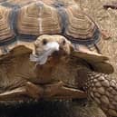 The Sussex Reptile Rescue Centre has launched Beyond the Scales, an initiative designed to raise awareness of reptiles, challenge common misconceptions and bring people closer to animals that are often misunderstood. Picture: The Sussex Reptile Rescue Centre