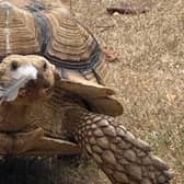 The Sussex Reptile Rescue Centre has launched Beyond the Scales, an initiative designed to raise awareness of reptiles, challenge common misconceptions and bring people closer to animals that are often misunderstood. Picture: The Sussex Reptile Rescue Centre