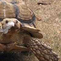 Bognor reptile charity launches education campaign