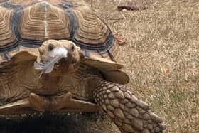 The Sussex Reptile Rescue Centre has launched Beyond the Scales, an initiative designed to raise awareness of reptiles, challenge common misconceptions and bring people closer to animals that are often misunderstood. Picture: The Sussex Reptile Rescue Centre
