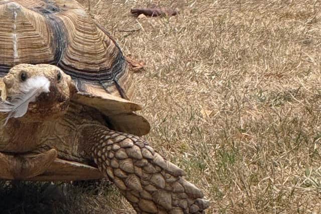 The Sussex Reptile Rescue Centre has launched Beyond the Scales, an initiative designed to raise awareness of reptiles, challenge common misconceptions and bring people closer to animals that are often misunderstood. Picture: The Sussex Reptile Rescue Centre