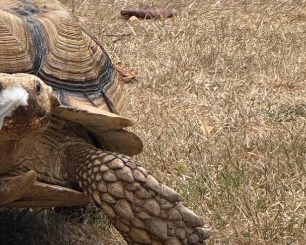The Sussex Reptile Rescue Centre has launched Beyond the Scales, an initiative designed to raise awareness of reptiles, challenge common misconceptions and bring people closer to animals that are often misunderstood. Picture: The Sussex Reptile Rescue Centre