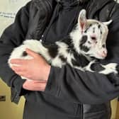 The baby goat in the care of Raystede. Photo: Raystede