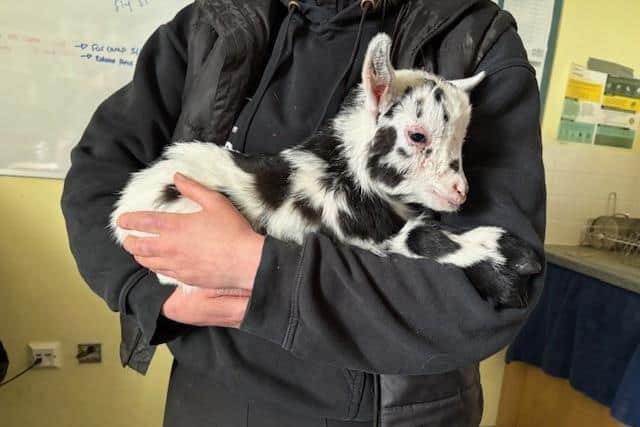 The baby goat in the care of Raystede. Photo: Raystede