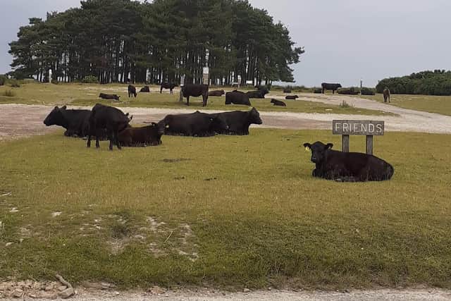 Andrew Hamilton, founder of the Ashdown Forest Dog Walkers Facebook group, says the forest management team have attempted to put off walkers by allowing herds of cattle to roam on the footpaths and car parks.