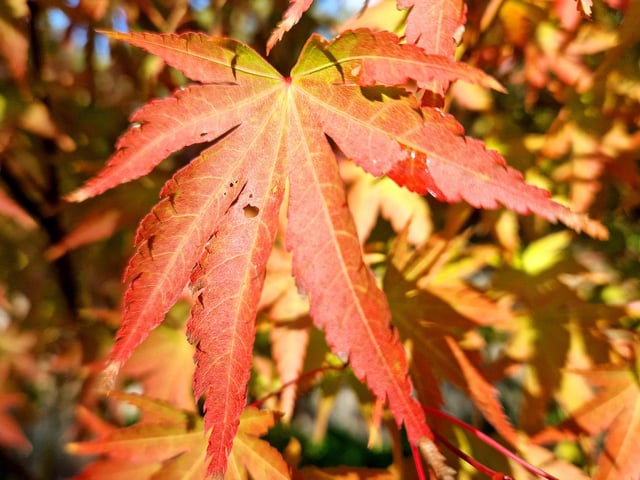Borde Hill Halloween event and autumn colour. HR26111901 Pic Hollie Robards/Iconic Media Group