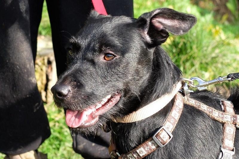 Pip is a hit with the dog walkers at Rescue Remedies! He has quickly transformed from a shy dog to an affectionate and friendly pup who likes to give his favourite people kisses. He loves sniffing about on walks and is eager to please, especially if he gets treats in return! He would prefer a quieter household with a secure garden.