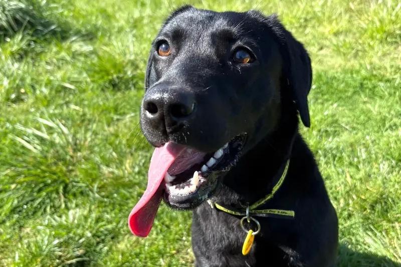 Luna is a wonderfully friendly and affectionate young dog with a huge zest for life. She adores people and greets new faces with enthusiasm, although she can become a little excitable and will need support managing her feelings. She is looking for adopters who can continue her training and help manage her anxieties. Luna enjoys playing with toys on her own and can often be seen throwing them around her kennel. She loves being out exploring and is happy walking alongside other dogs, making her an ideal companion for adopters who enjoy long countryside strolls and an active lifestyle. With the right guidance, patience and support, Luna has all the makings of a fun, loyal and rewarding companion who will bring plenty of energy and love into her future home.