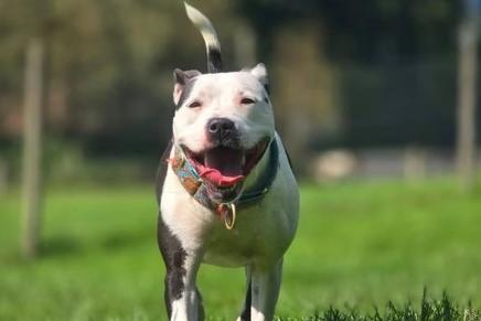 Dancer was placed in pound kennels heavily pregnant and gave birth three days later. Arundawn said she is 'only a baby herself' at about one year old. She has been 'the most fantastic mum' and now plays with her babies like they're her best friends. However, she is desperate to get out of kennels and into a home. She is bouncy, exuberant and loves everyone. Dancer could live with another dog, preferably a male.