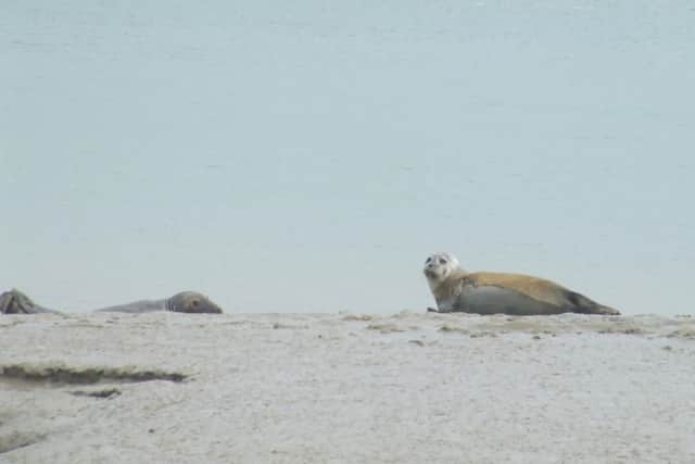 A grey seal, left, and a harbour seal. Picture: S.Savage