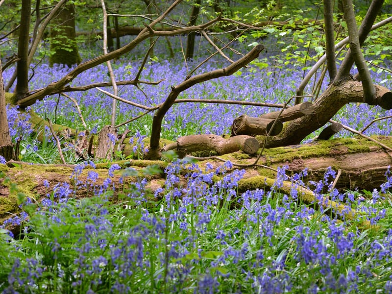 Arlington Bluebell Walk 2022 at Bates Green Farm, Tye Hill Road.