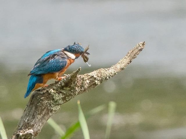 Kingfisher