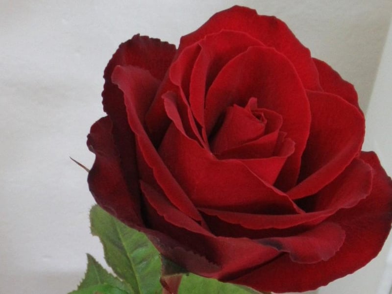 A gorgeous red rose on display