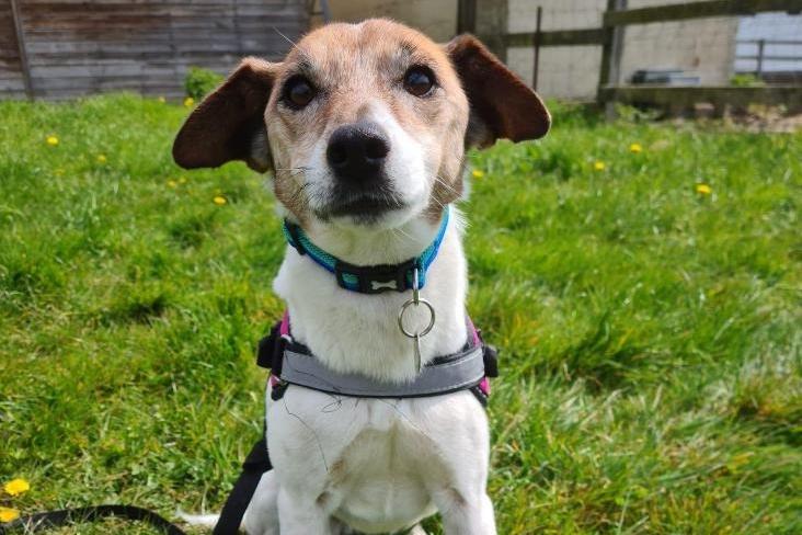 Tuck is a very sweet older lady, but don’t let her age fool because she still likes a run around and play and enjoys going out for a stroll! She would suit a quiet home with no other pets with a nice, enclosed garden to play and lay in the sun. Tuck makes friends easily and enjoys human company and she likes a lap to fall asleep on. She is looking for her retirement home where she can feel relaxed and loved.