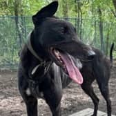 Hayley is an ex-racing Greyhound who loves nothing more than cuddles. Rescue Remedies describes her as a 'very sweet and calm dog' with a 'very gentle disposition'. She's more than happy to walk gently at your side while out and about on adventures.