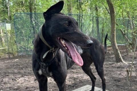 Hayley is an ex-racing Greyhound who loves nothing more than cuddles. Rescue Remedies describes her as a 'very sweet and calm dog' with a 'very gentle disposition'. She's more than happy to walk gently at your side while out and about on adventures.