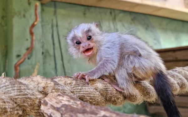 The new animals at Drusillas Park in East Sussex