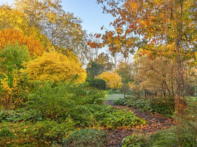 View of deciduous trees and shrubs in an informal country cottage garden in Autumn by John Glover