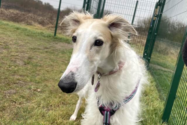Meet Zara – a ‘gentle and elegant’ Borzoi who is looking for a new home.