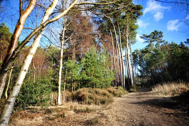 Horsham District Council has closed the Middle Heath area of Owlbeech Woods to the public permanently from today to protect rare nesting birds. Pic S Robards SRSR23013001