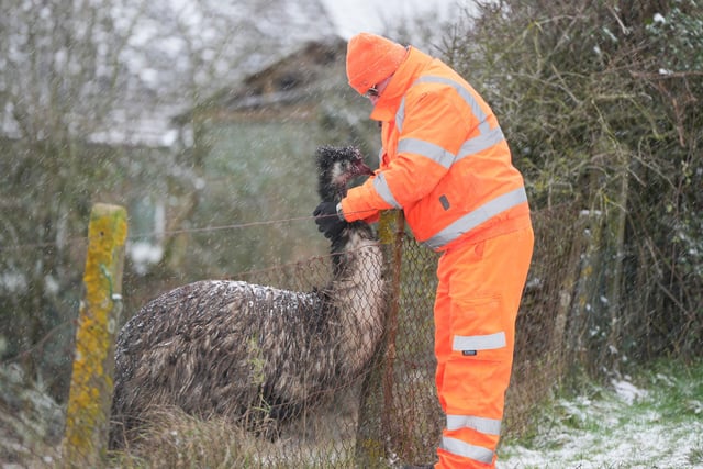 Worker Graham stops to say hi to Errol the Emu in the snow at Devil's Dyke Farm.