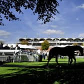 Goodwood Racecourse, which attracts some of the world's top horses to its Qatar Festival and hosts top-class racing from spring to autumn each year | Picture: Getty
