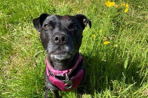 Rocket's previous history suggests she is a sweet and busy little dog! She has lived with children, cats and is social with other dogs on walks, though she would prefer to be the only canine in the home. Rocket can be wary of some men. She is housetrained, fine travelling and fine left short periods.